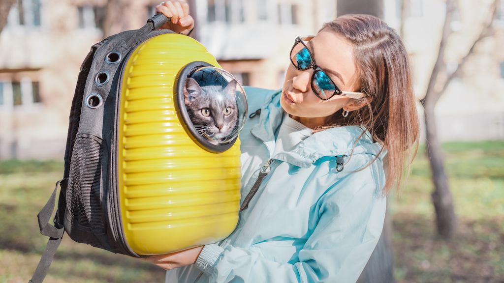 5 Best Tips for Stressfree Flying with Cats Pawtrip